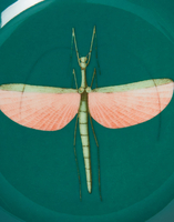 La DoubleJ Mini Plate La DoubleJ Mini Plate Libellula Green SID0006CER001LIB03GR02