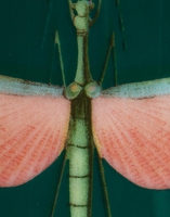 La DoubleJ Decorative Cup La DoubleJ Decorative Cup Libellula Green VAS0008CER001LIB03GR02