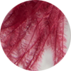 Ostrich Earrings La DoubleJ: ${colorDescription} Ostrich Earrings ${brand}: ${colorDescription} ${masterID}