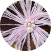 Gala Skirt La DoubleJ: ${colorDescription} Gala Skirt ${brand}: ${colorDescription} ${masterID}